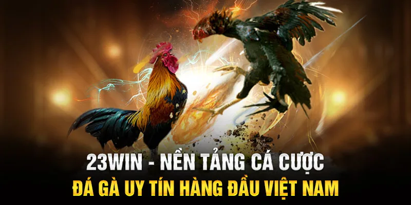 23WIN - Nền tảng cá cược đá gà uy tín hàng đầu Việt Nam