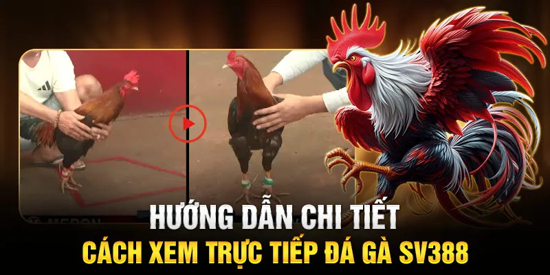 Hướng dẫn chi tiết cách xem trực tiếp đá gà SV388