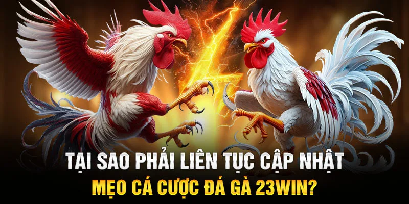 Tại sao phải liên tục cập nhật mẹo cá cược đá gà 23WIN?