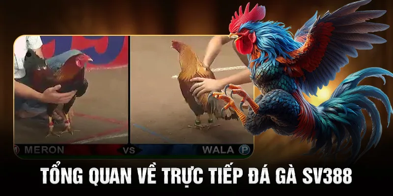 Tổng quan về trực tiếp đá gà SV388